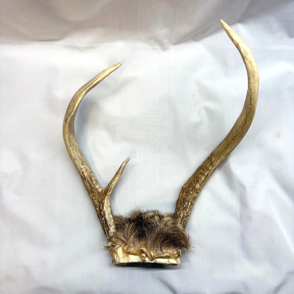 Unbranded Deer Antler Skull Plate Unisex OS Brown Good 4 Point Rack Vintage
